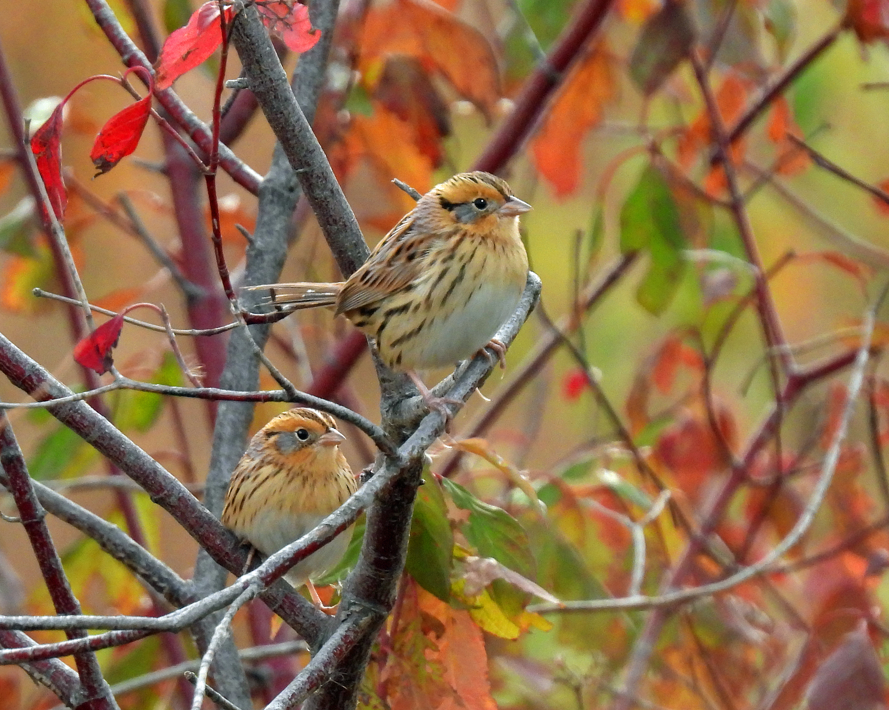 LeConte's Sparrow